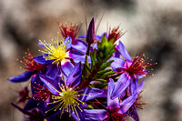 20041002 WA Wildflowers, WA