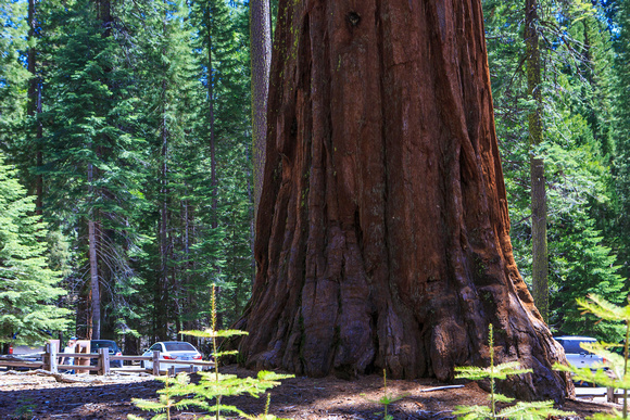 Yosemite Sequoia, 2013